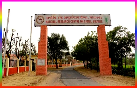 National Research Centre on Camel